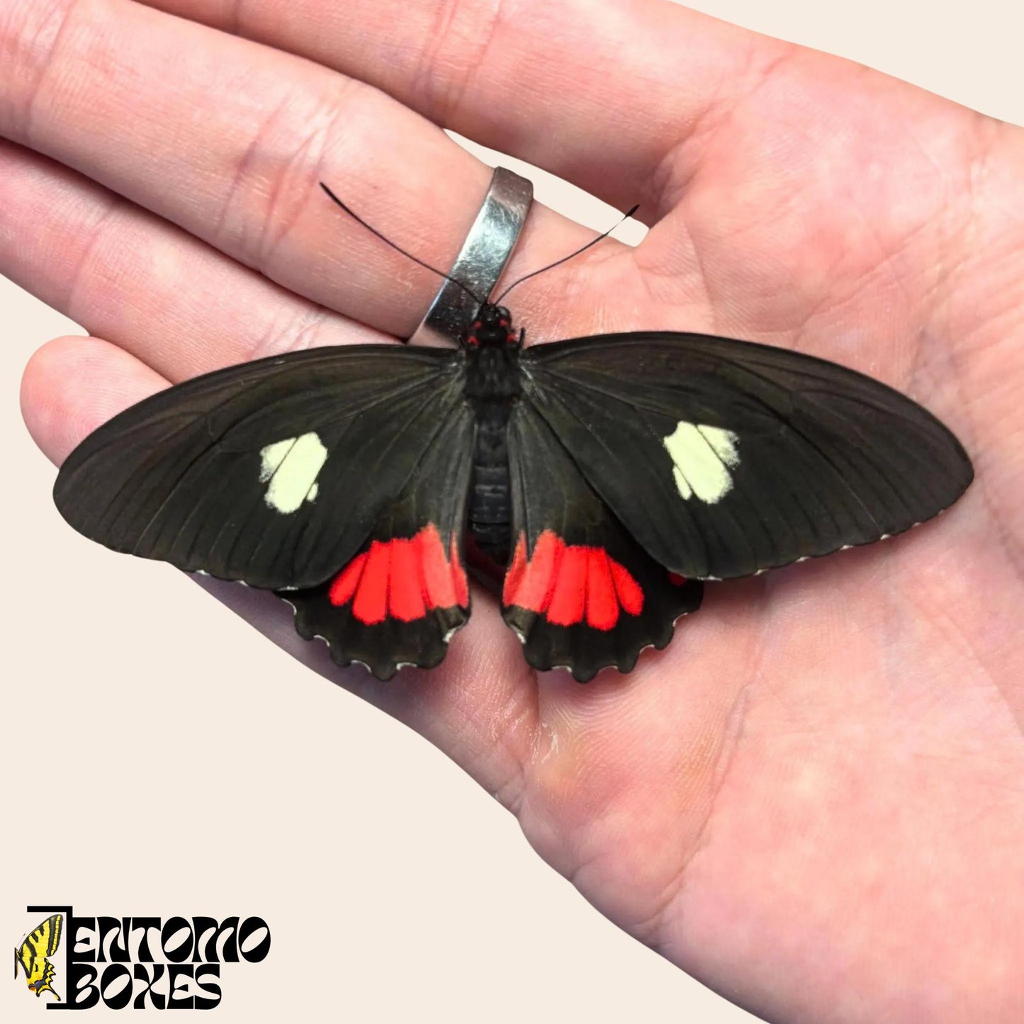 parides species of butterfly on hand (etsy image id: 7660973096)