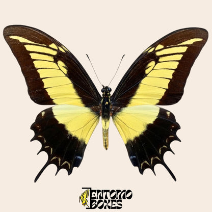 Papilio androgeus pinned swallowtail butterfly