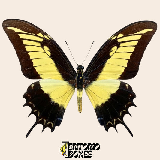 Papilio androgeus pinned swallowtail butterfly