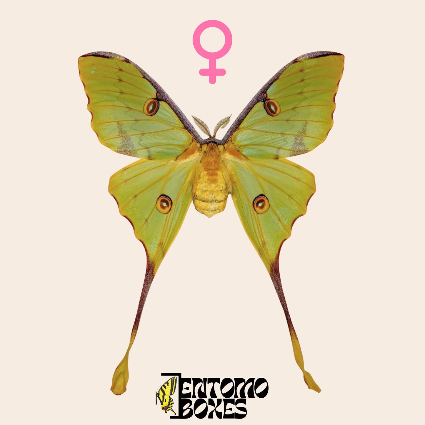 argema mimosae pinned female