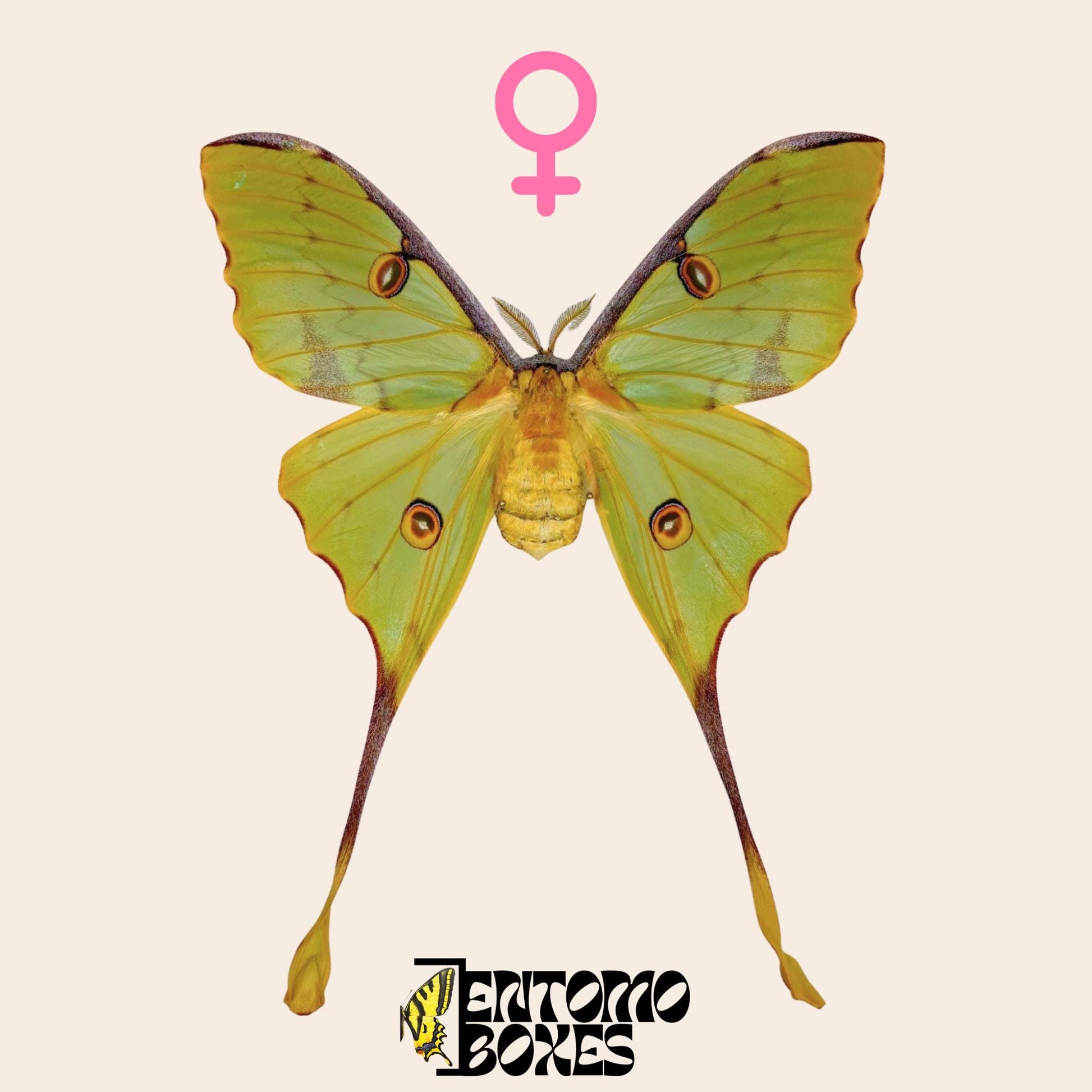 argema mimosae pinned female
