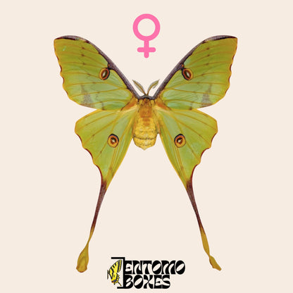 argema mimosae pinned female