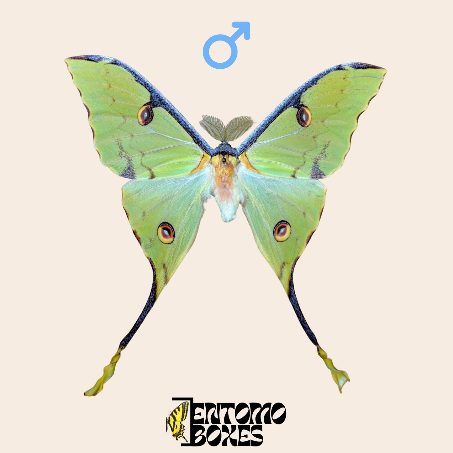 argema mimosae pinned male