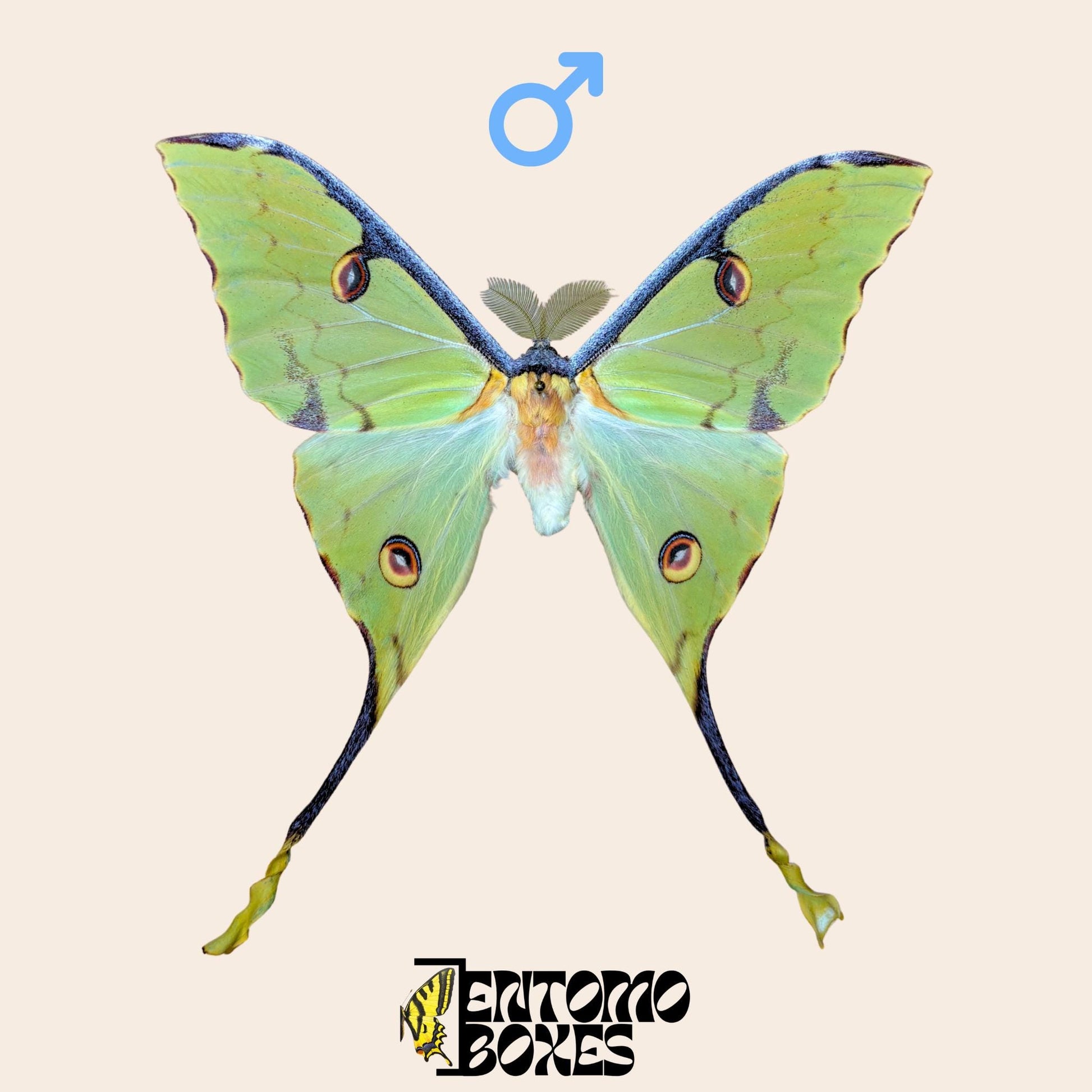 argema mimosae pinned male