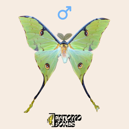 argema mimosae pinned male