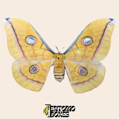 Antheraea pernyi Chinese Tussah silk moth yellow female