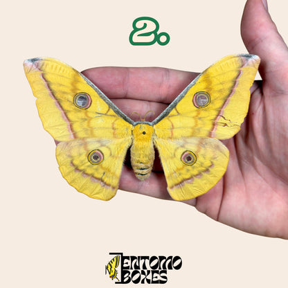 Antheraea pernyi Chinese Tussah silk moth yellow female