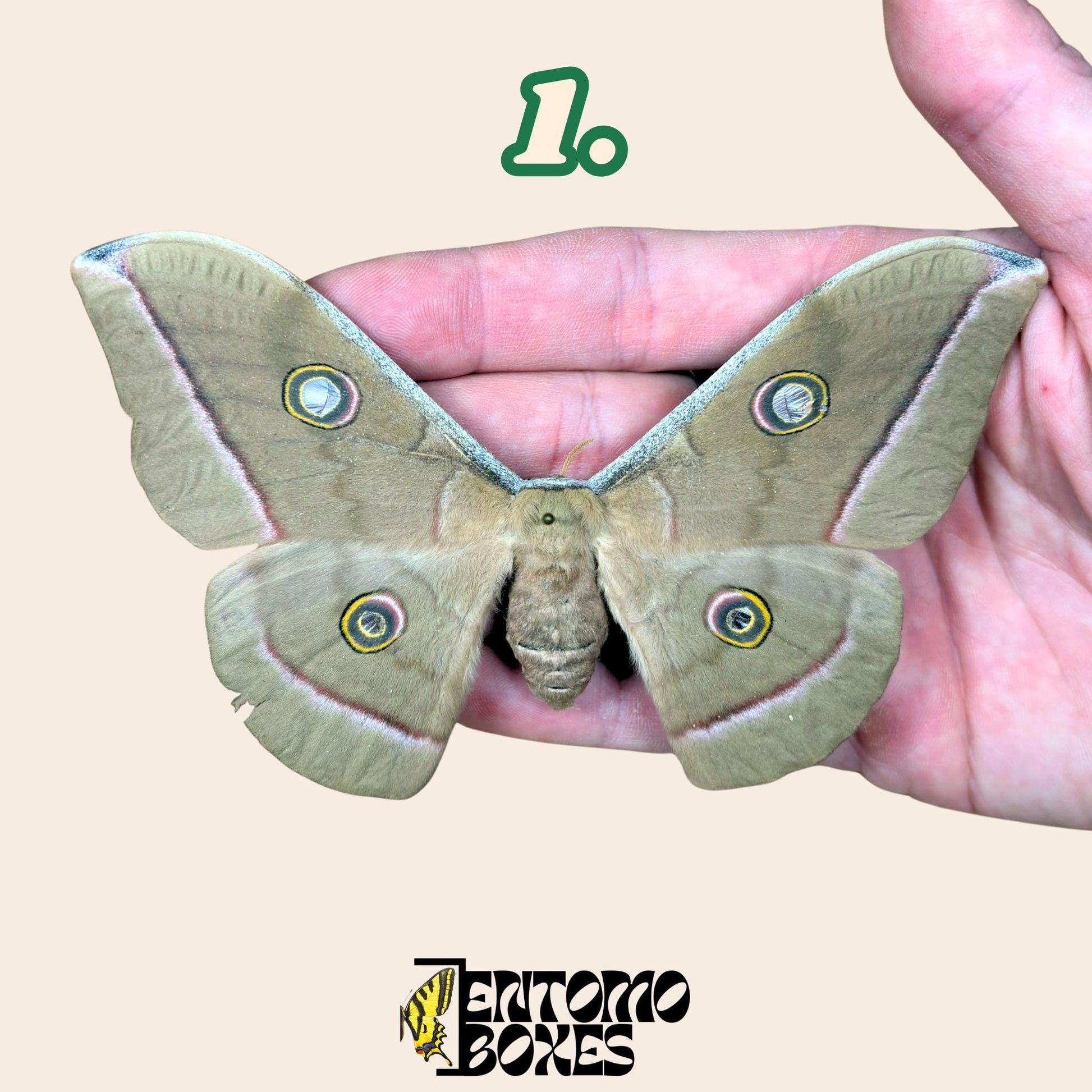 Antheraea pernyi Chinese Tussah silk moth grey female