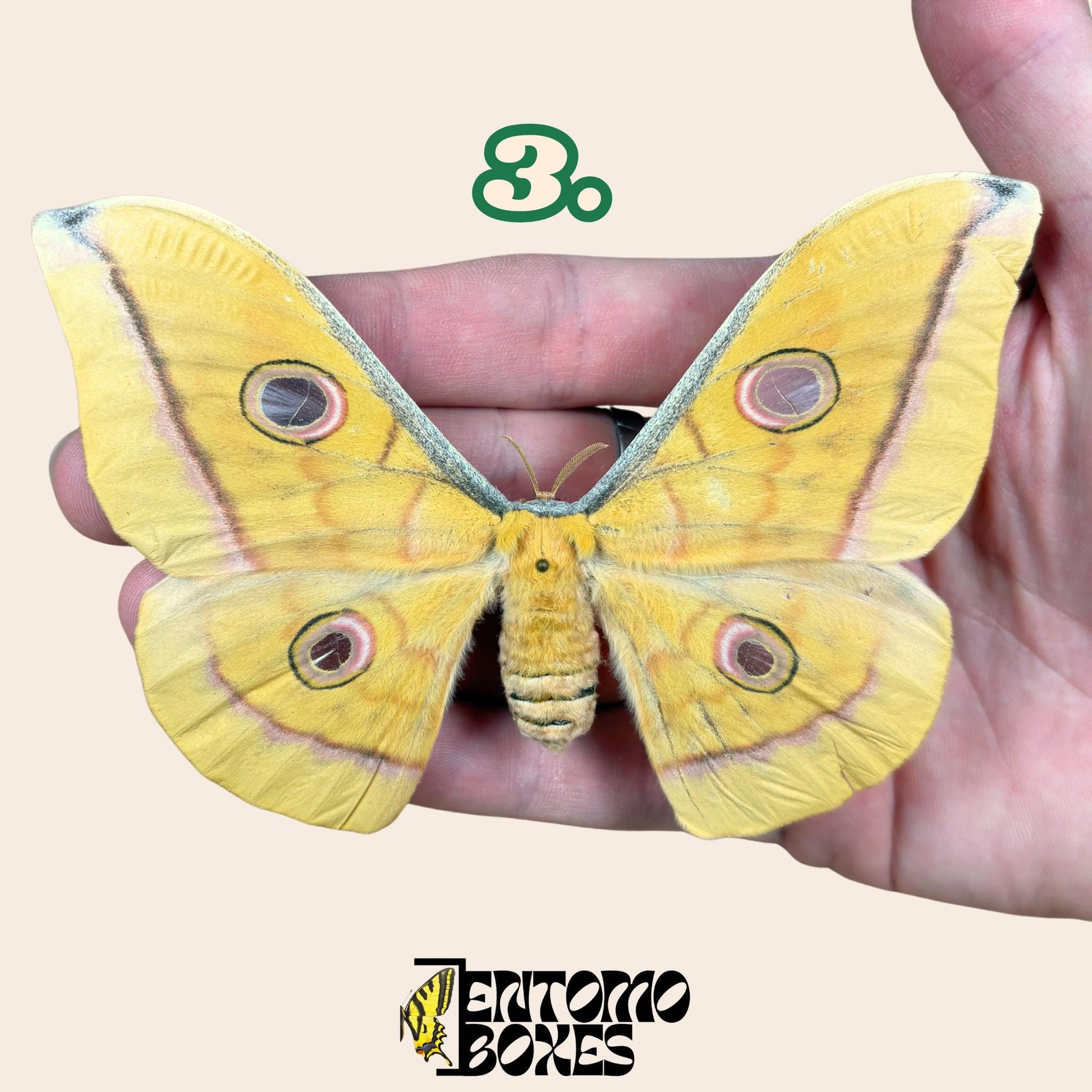 Antheraea pernyi Chinese Tussah silk moth yellow female