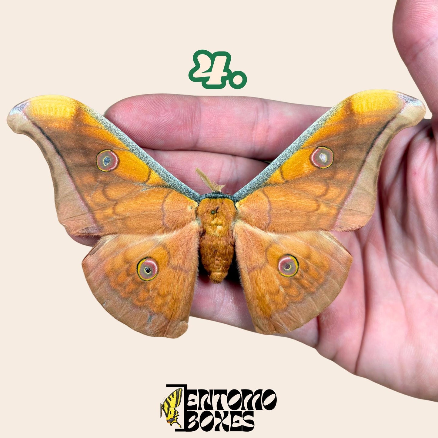Antheraea pernyi Chinese Tussah silk moth male