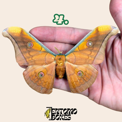 Antheraea pernyi Chinese Tussah silk moth male