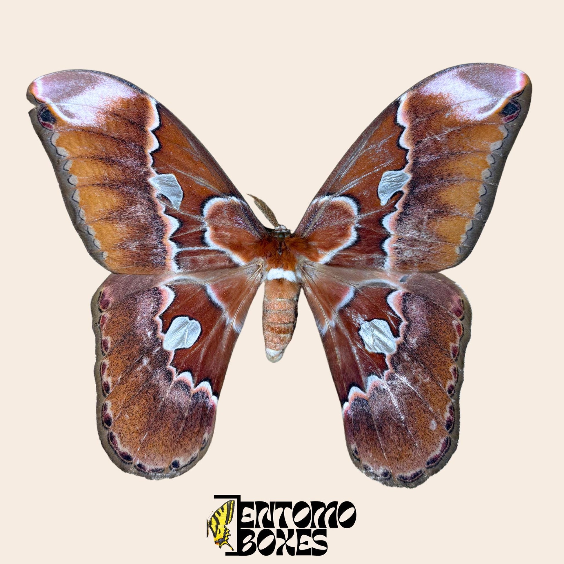 Rothschildia equatorialis pinned male with opened wings