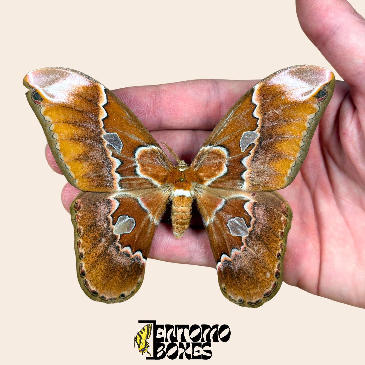 Rothschildia equatorialis silk moth male specimen