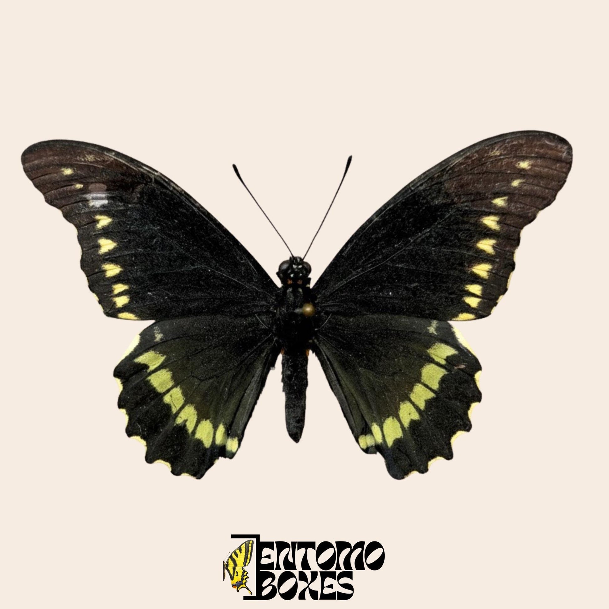 Battus polydamas  pinned butterfly (etsy image id: 7674768016)