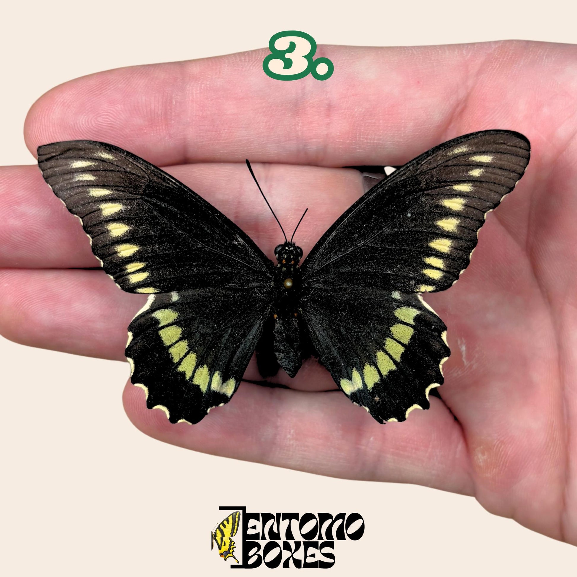 Battus polydamas  pinned butterfly (etsy image id: 7674768502)