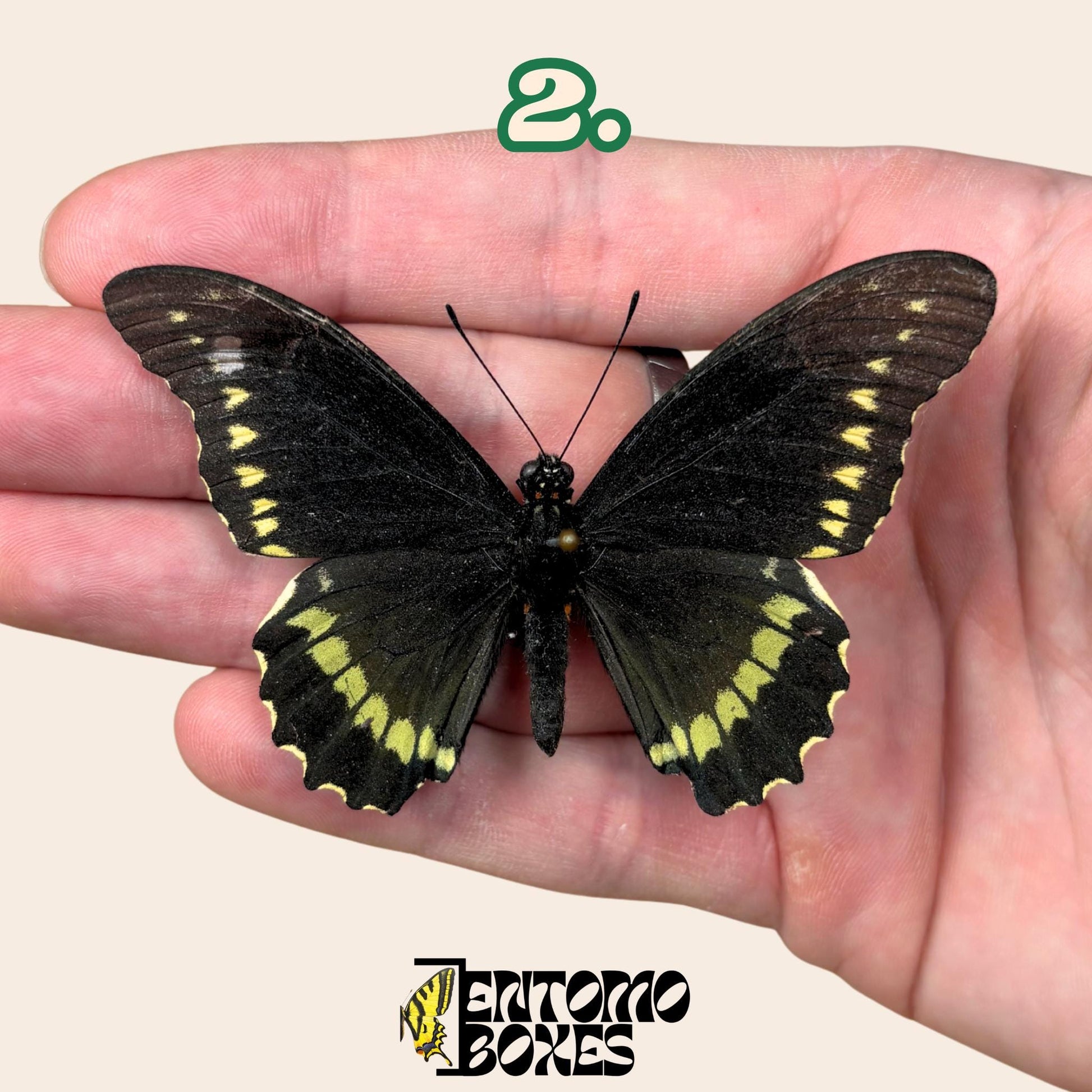 Battus polydamas  pinned butterfly (etsy image id: 7674768536)
