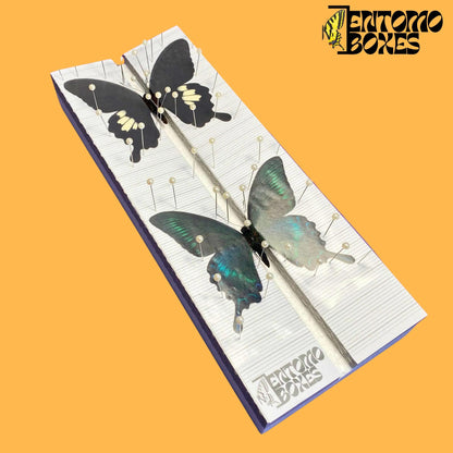 papilio helenus and papilio maackii on pinning board (etsy image id: 7698486760)