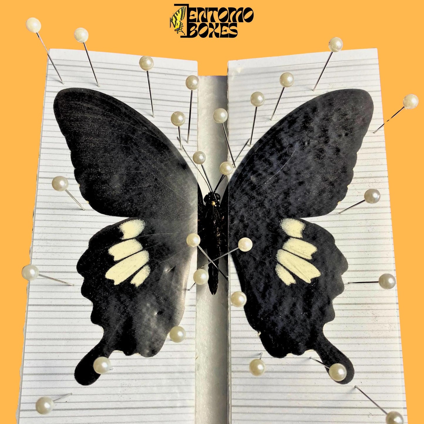 papilio helenus on pinning board (etsy image id: 7698486872)