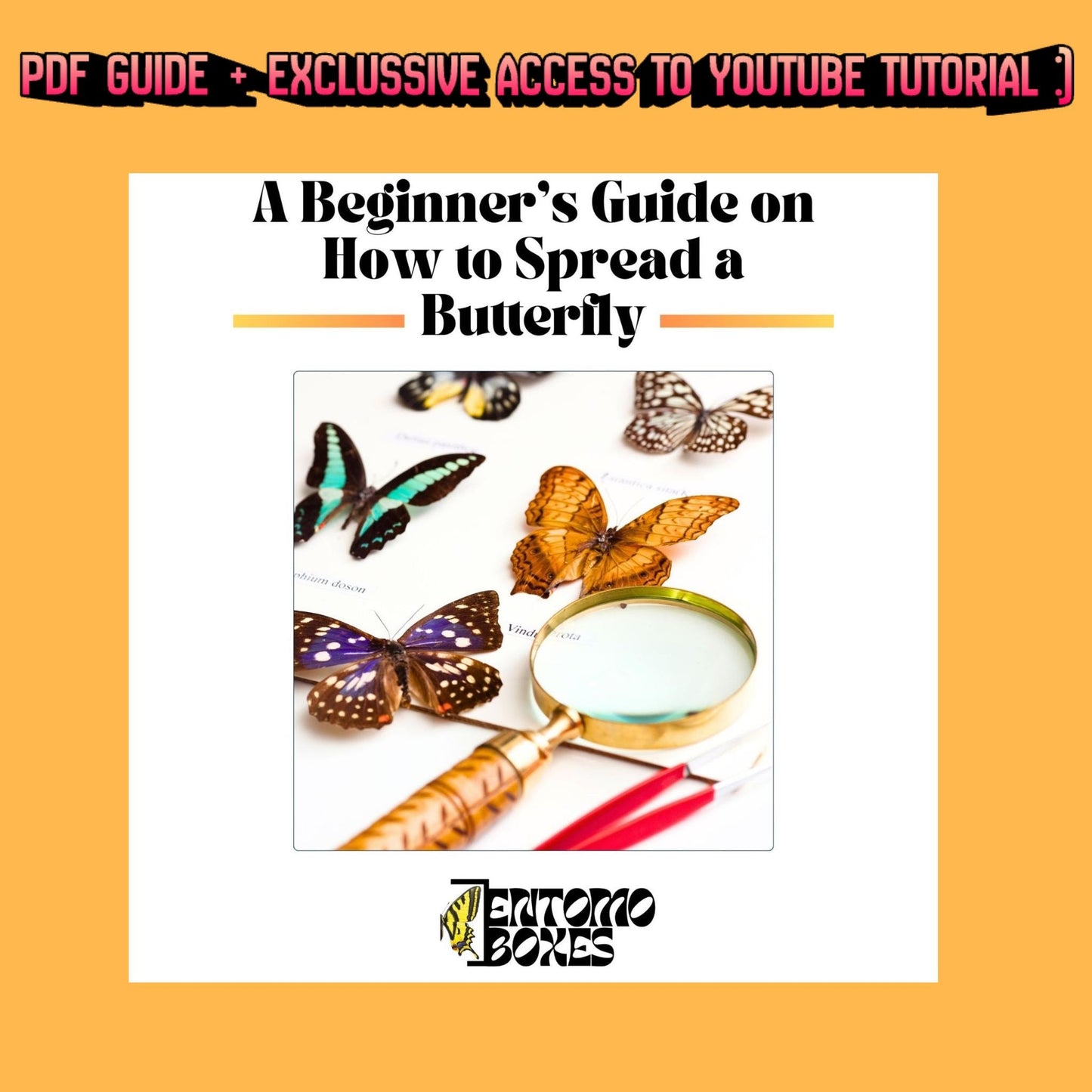 MINI Butterfly collection starting kit with complete guide entomology collection taxidermy insect bugs set (etsy image id: 7698490418)