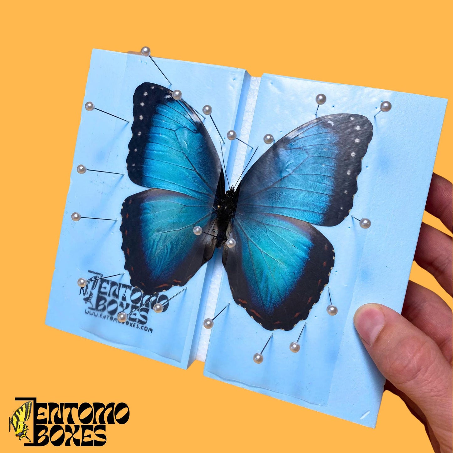 blue morpho butterfly on pinning board (etsy image id: 7698545272)
