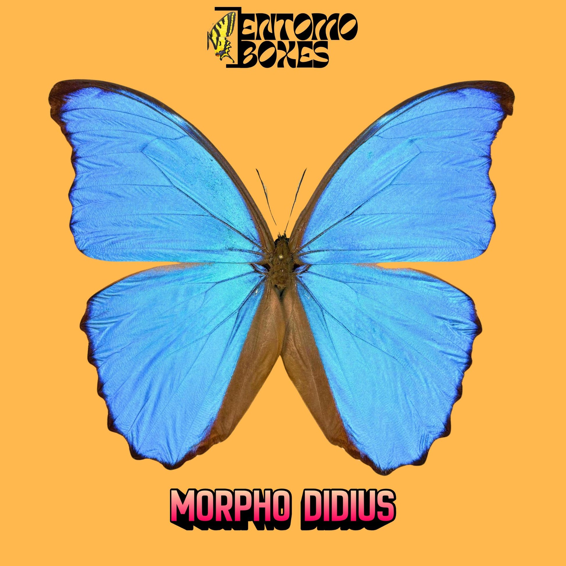 morpho didius male pinned (etsy image id: 7698545422)