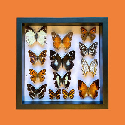 butterfly collection box (etsy image id: 7702309595)
