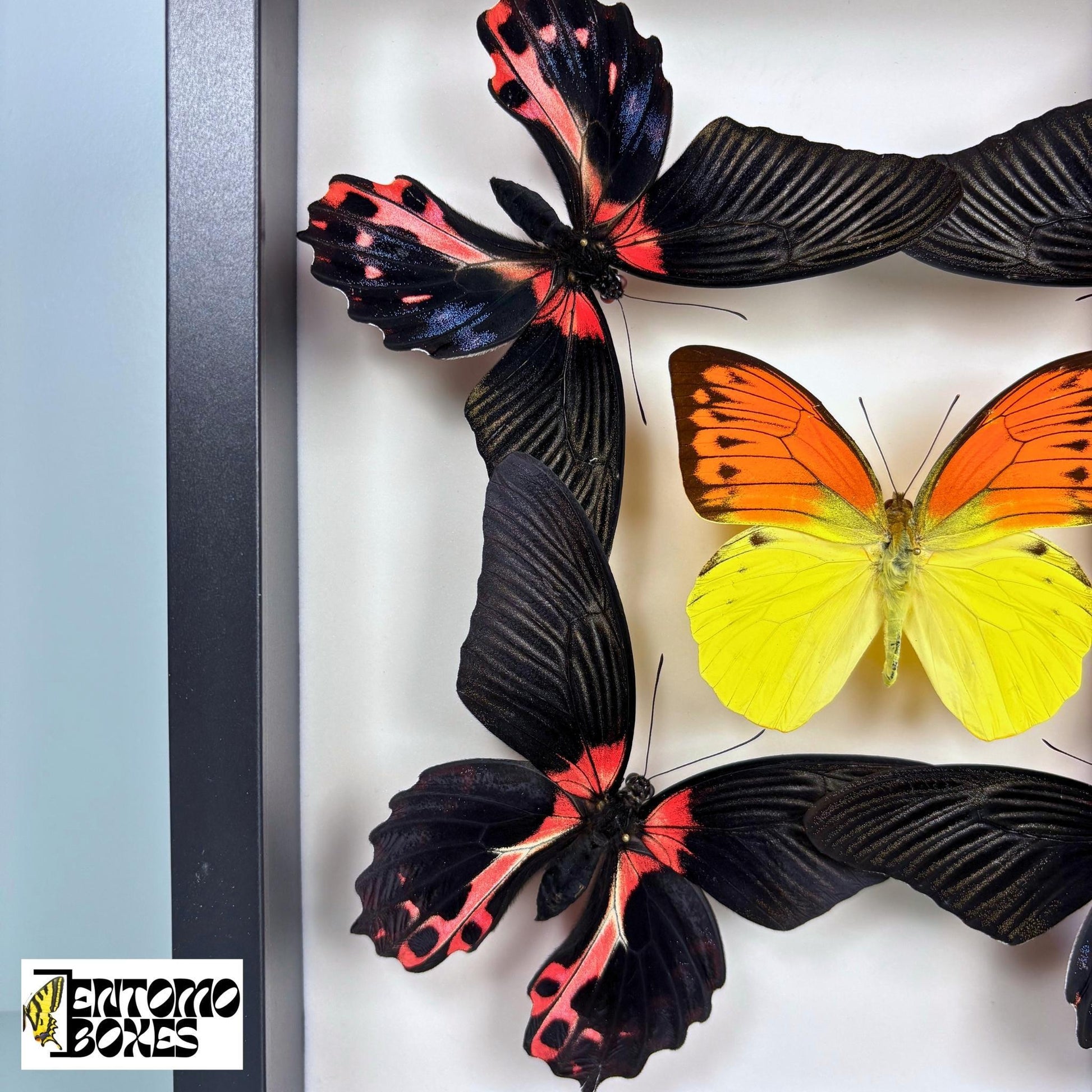 four papilio rumanzovia and one orange and yellow butterfly in black frame (etsy image id: 7702312297)