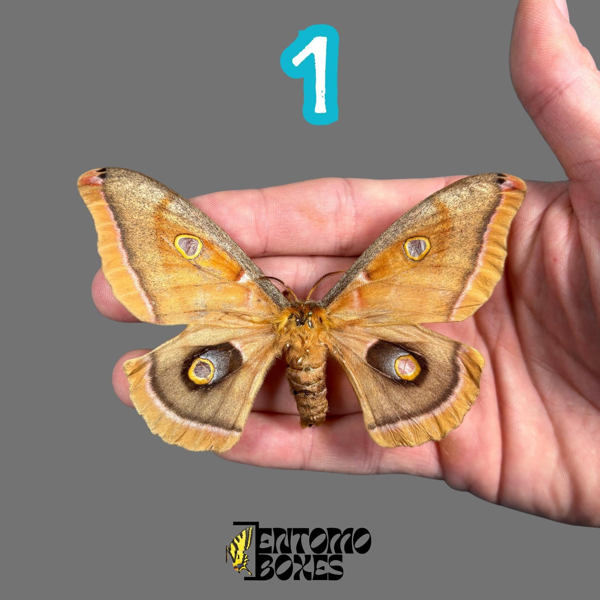 Antheraea polyphemus pinned moth male __etsy:7702324067