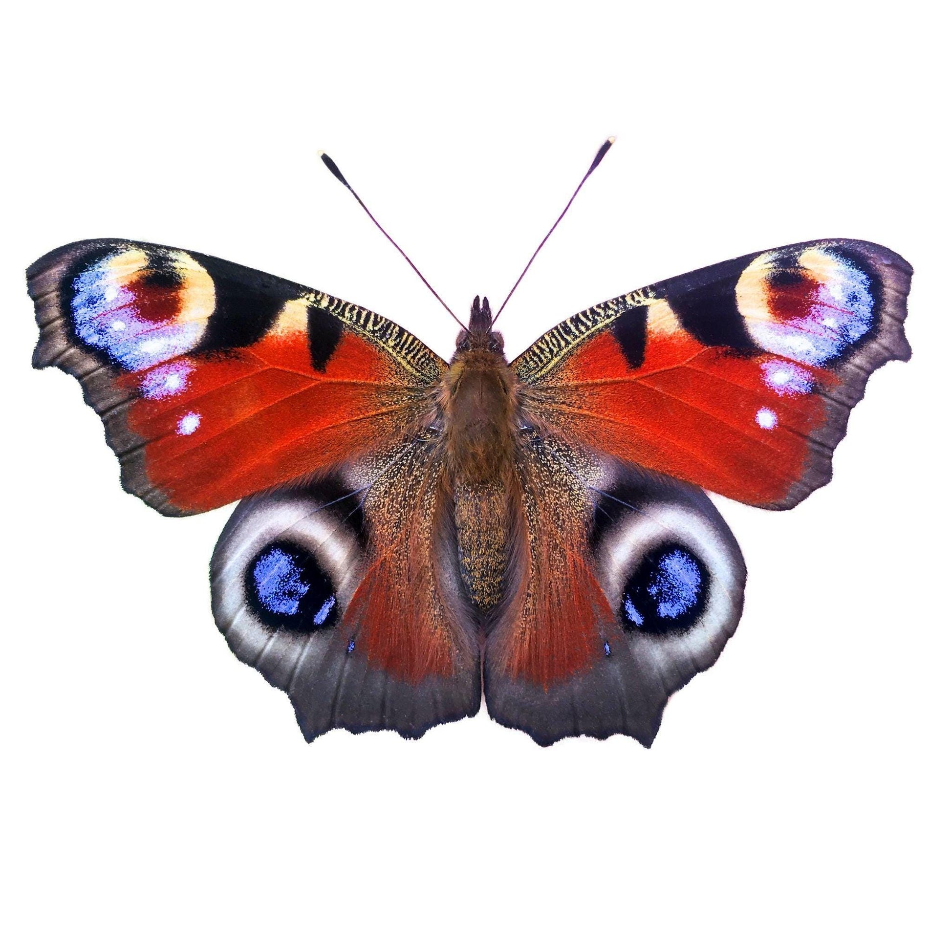 Inachis io European peacock butterfly with wings spread open, orange wings with blue eyespots and black markings