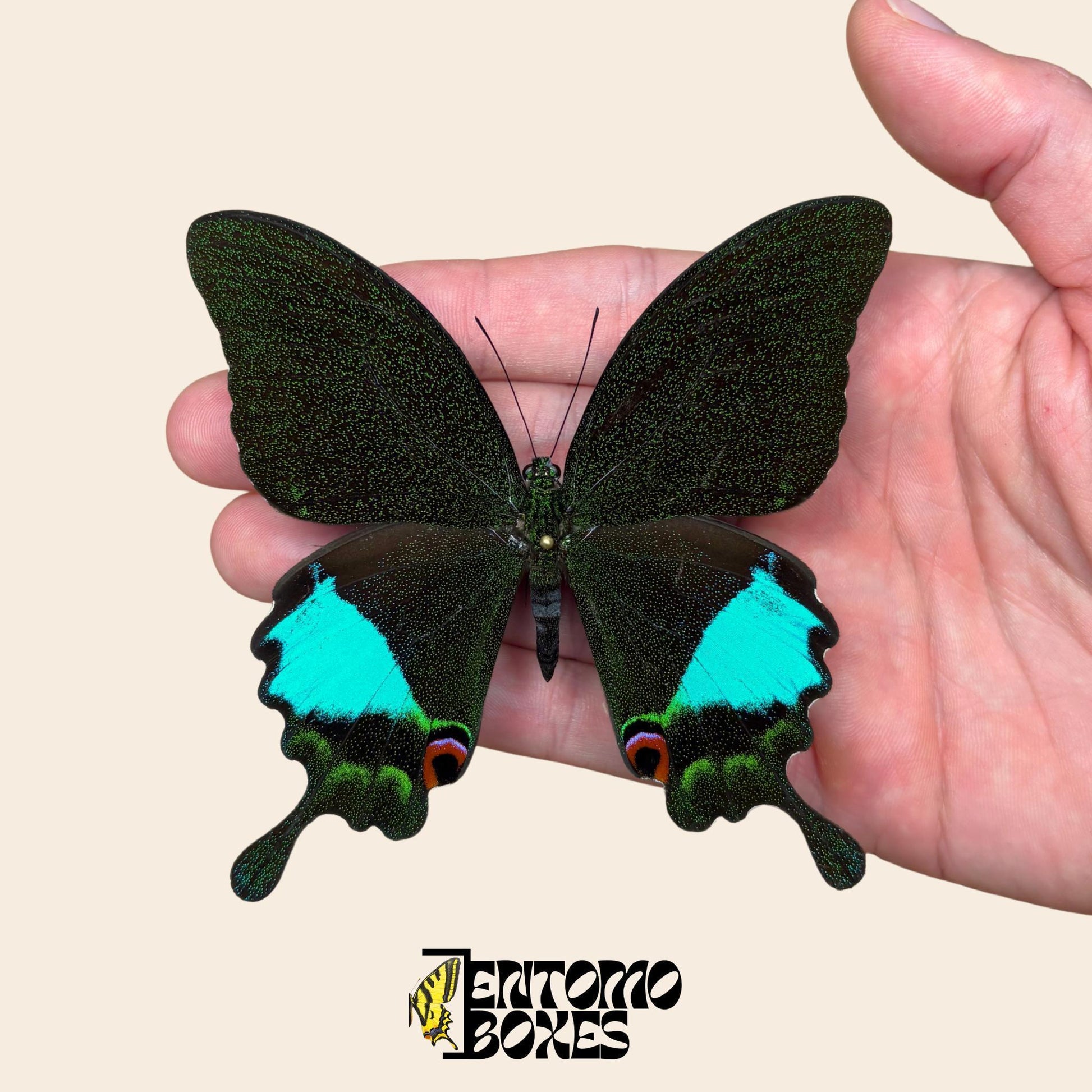 papilio karna pinned male real specimen (etsy image id: 7703100297)