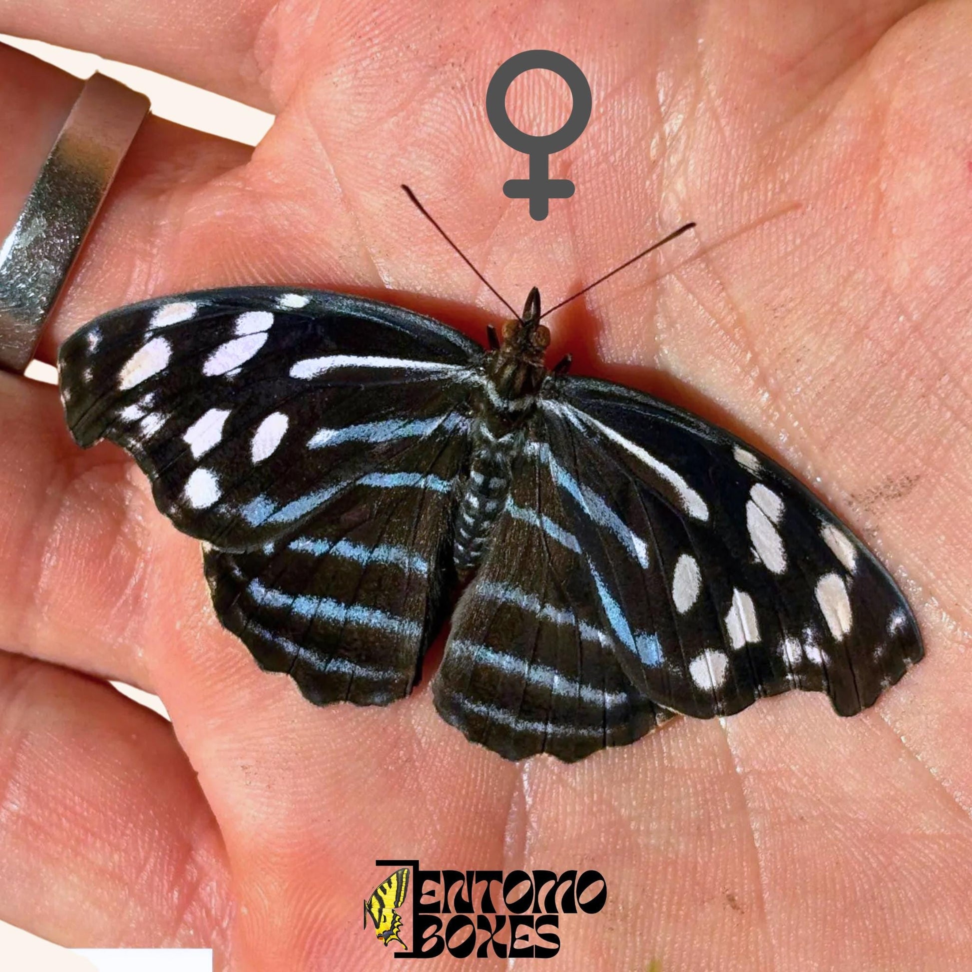 Myscelia cyaniris female butterfly on hand