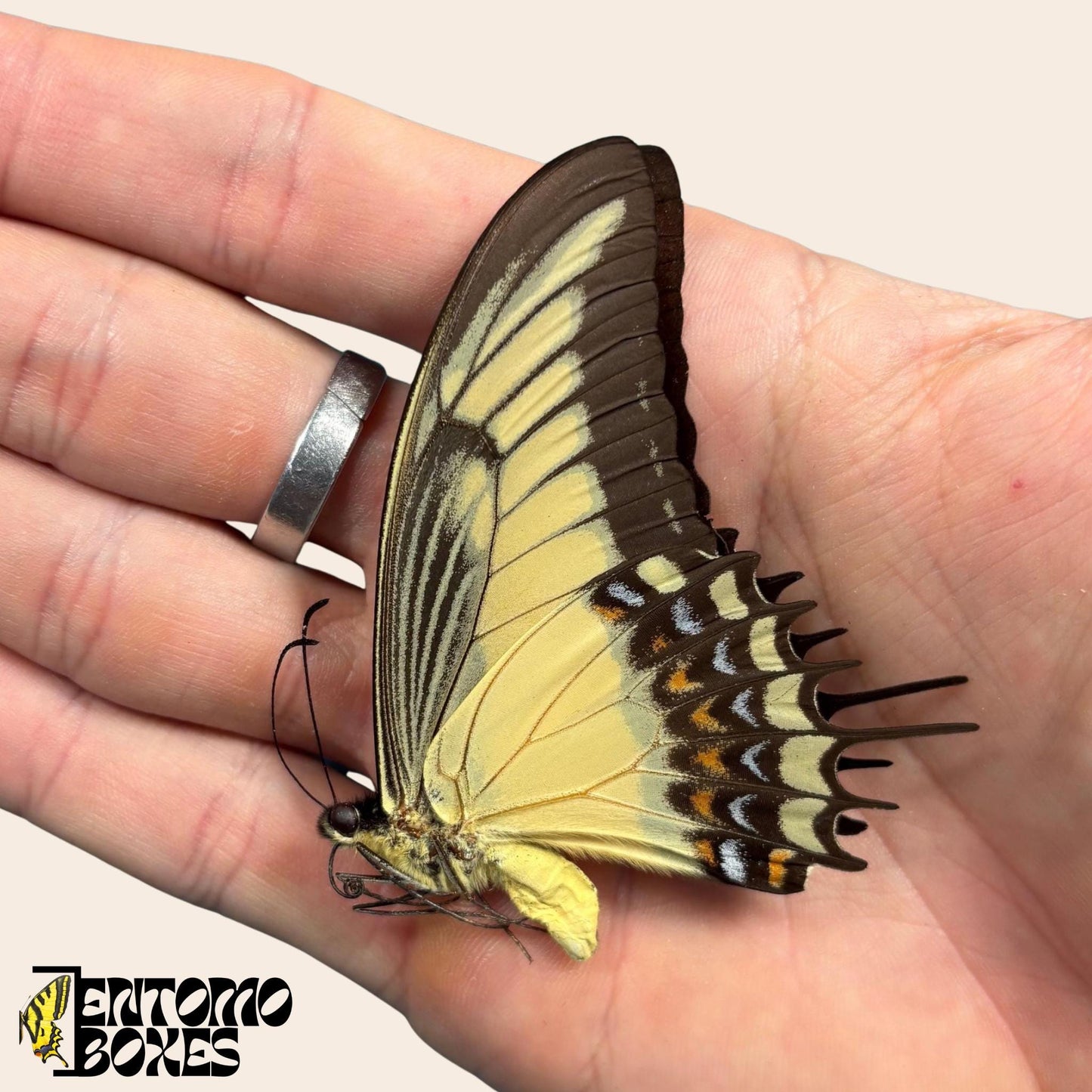 Papilio androgeus closed wings swallowtail butterfly