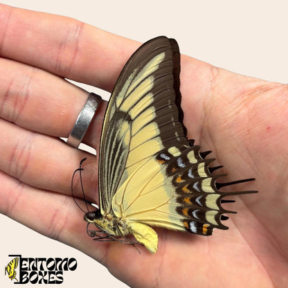 Papilio androgeus closed wings swallowtail butterfly