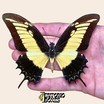 Papilio androgeus pinned swallowtail butterfly