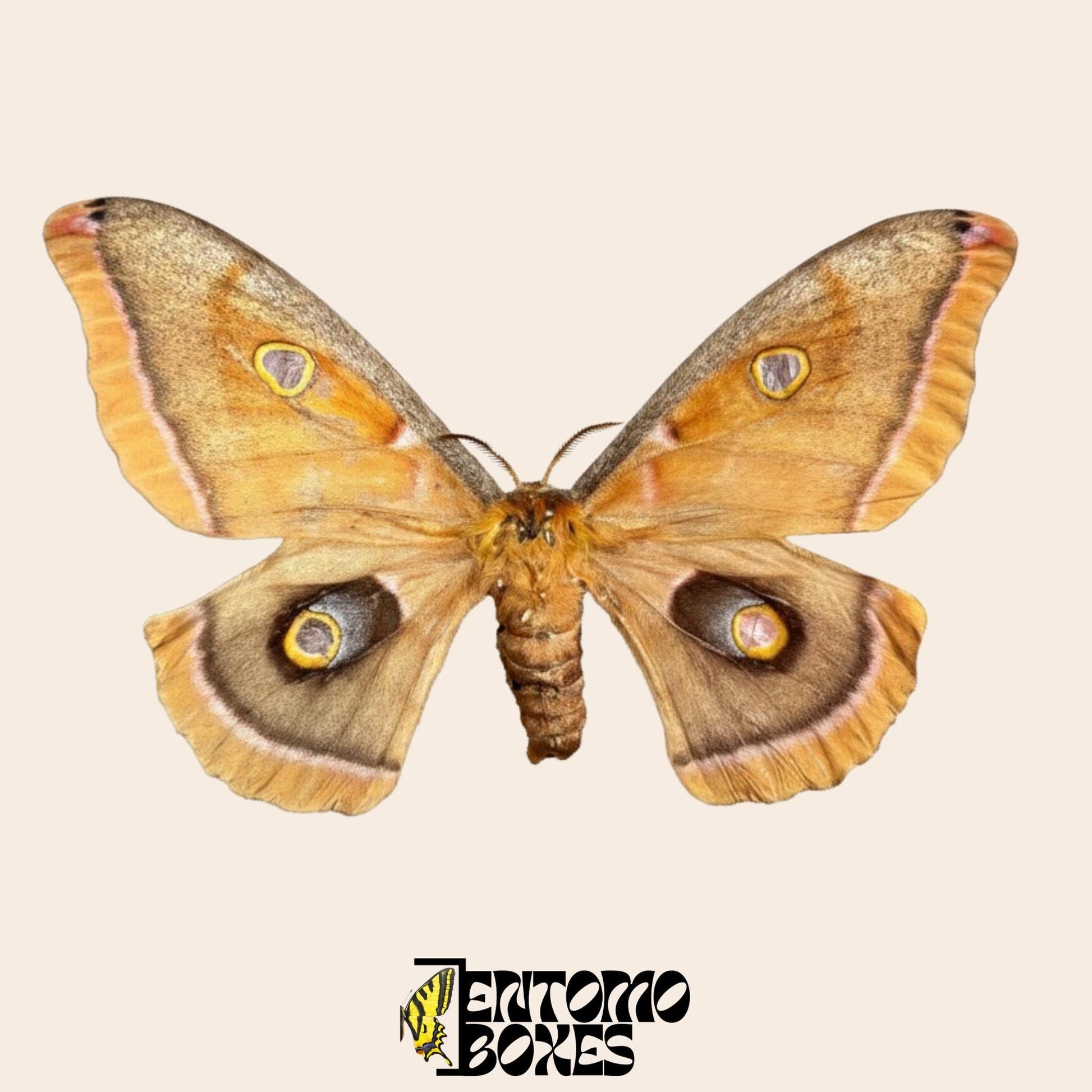 Antheraea polyphemus pinned moth __etsy:7718912939