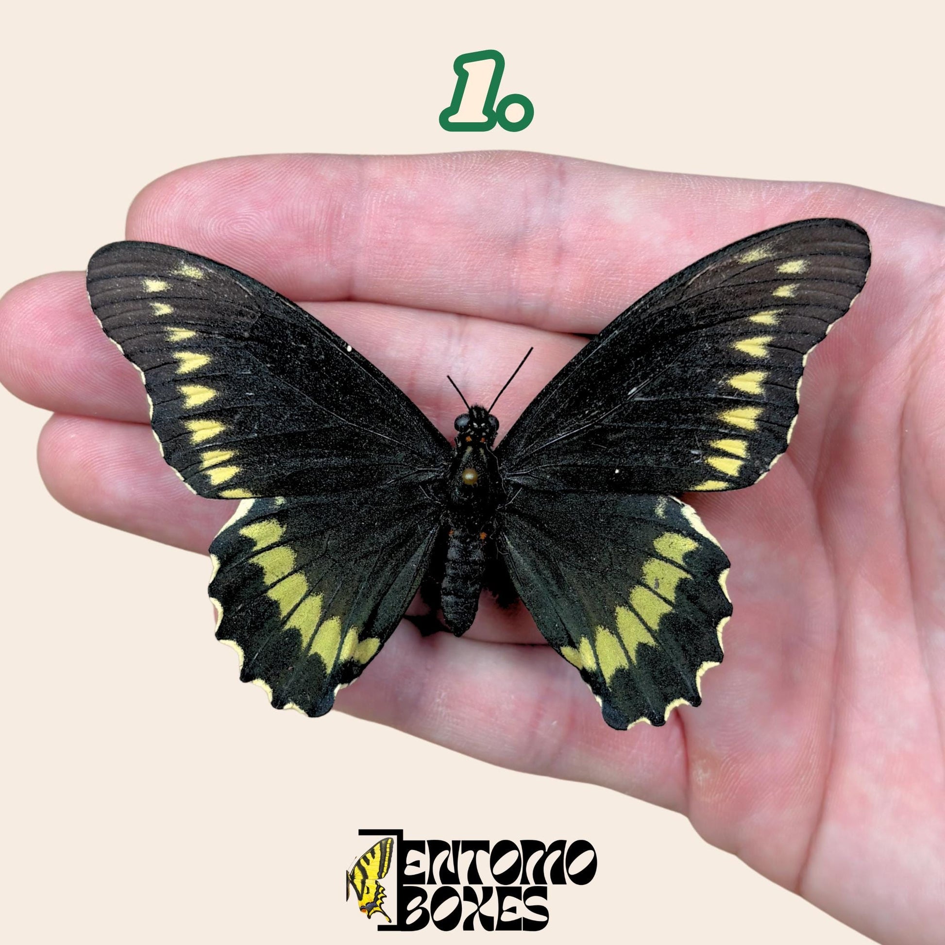 Battus polydamas  pinned butterfly (etsy image id: 7722721217)