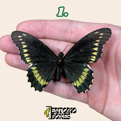 Battus polydamas  pinned butterfly (etsy image id: 7722721217)
