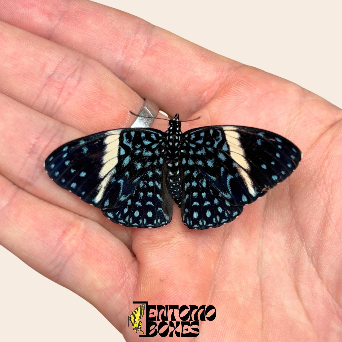 Hamadryas feronia Calico butterfly pinned specimen, intricate grey bark-like wing pattern