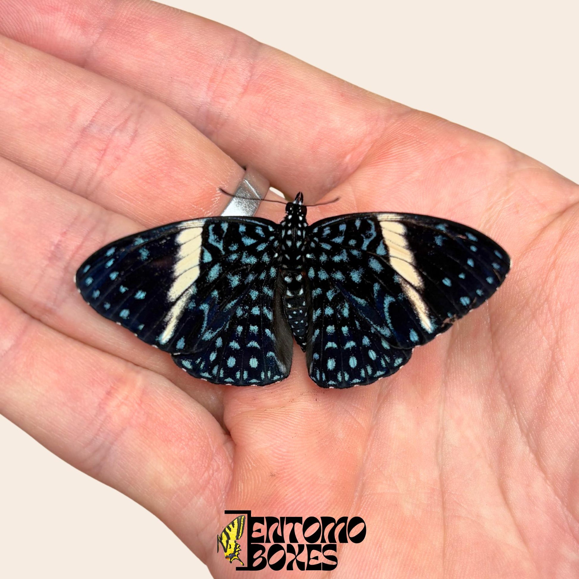 Hamadryas feronia Calico butterfly pinned specimen, intricate grey bark-like wing pattern