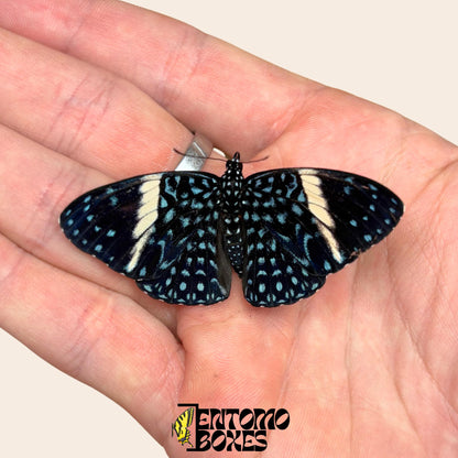Hamadryas feronia Calico butterfly pinned specimen, intricate grey bark-like wing pattern