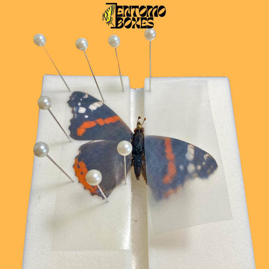 self healing foam insect pinning board with vanessa atalanta butterfly pinned on it (etsy image id: 7740451275)