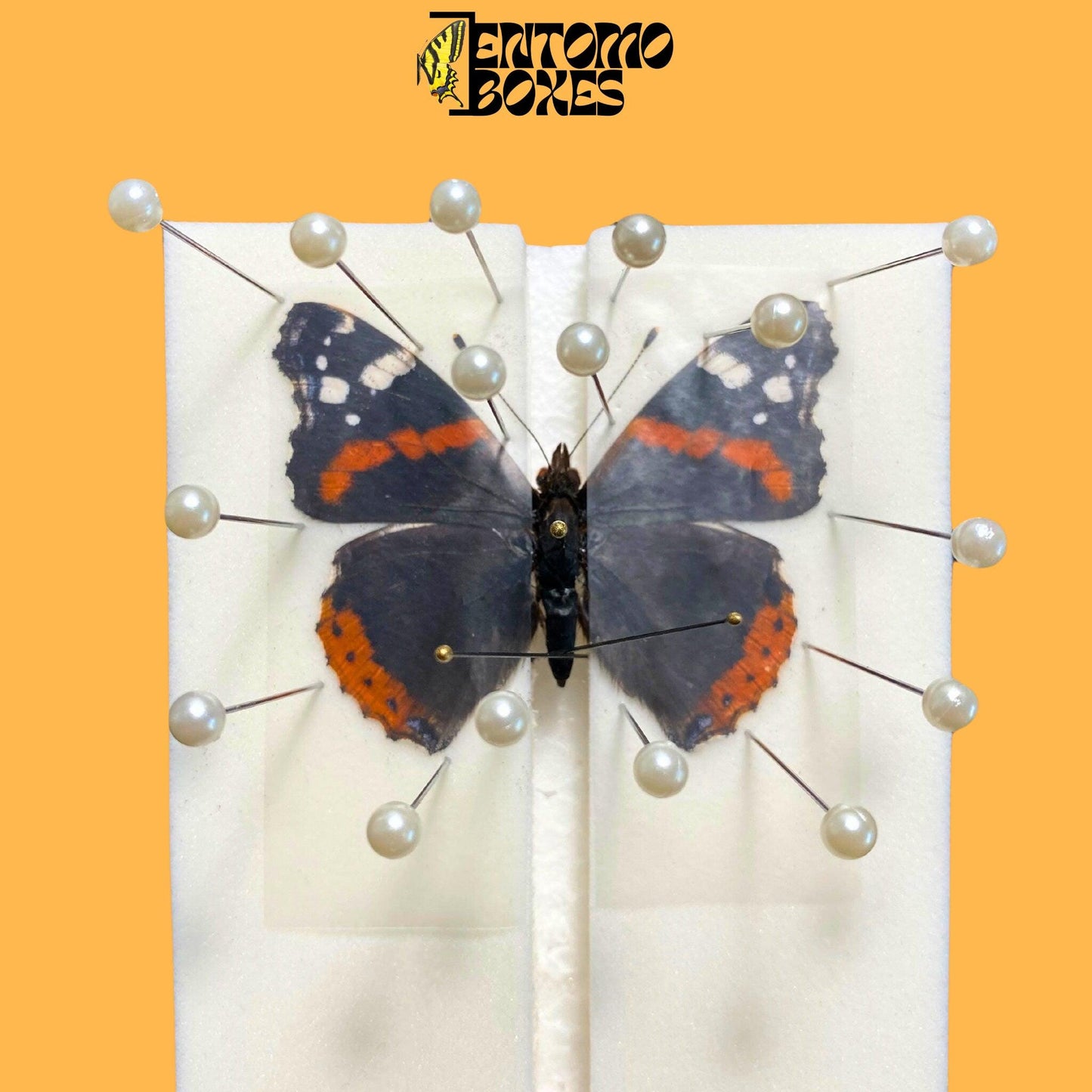 self healing foam insect pinning board with vanessa atalanta butterfly pinned on it (etsy image id: 7740451321)