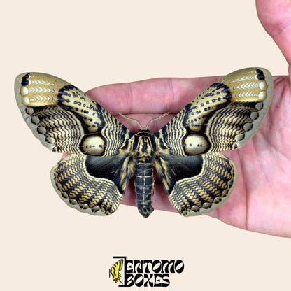 Brahmaea wallichii pinned male on hand (etsy image id: 7744978006)