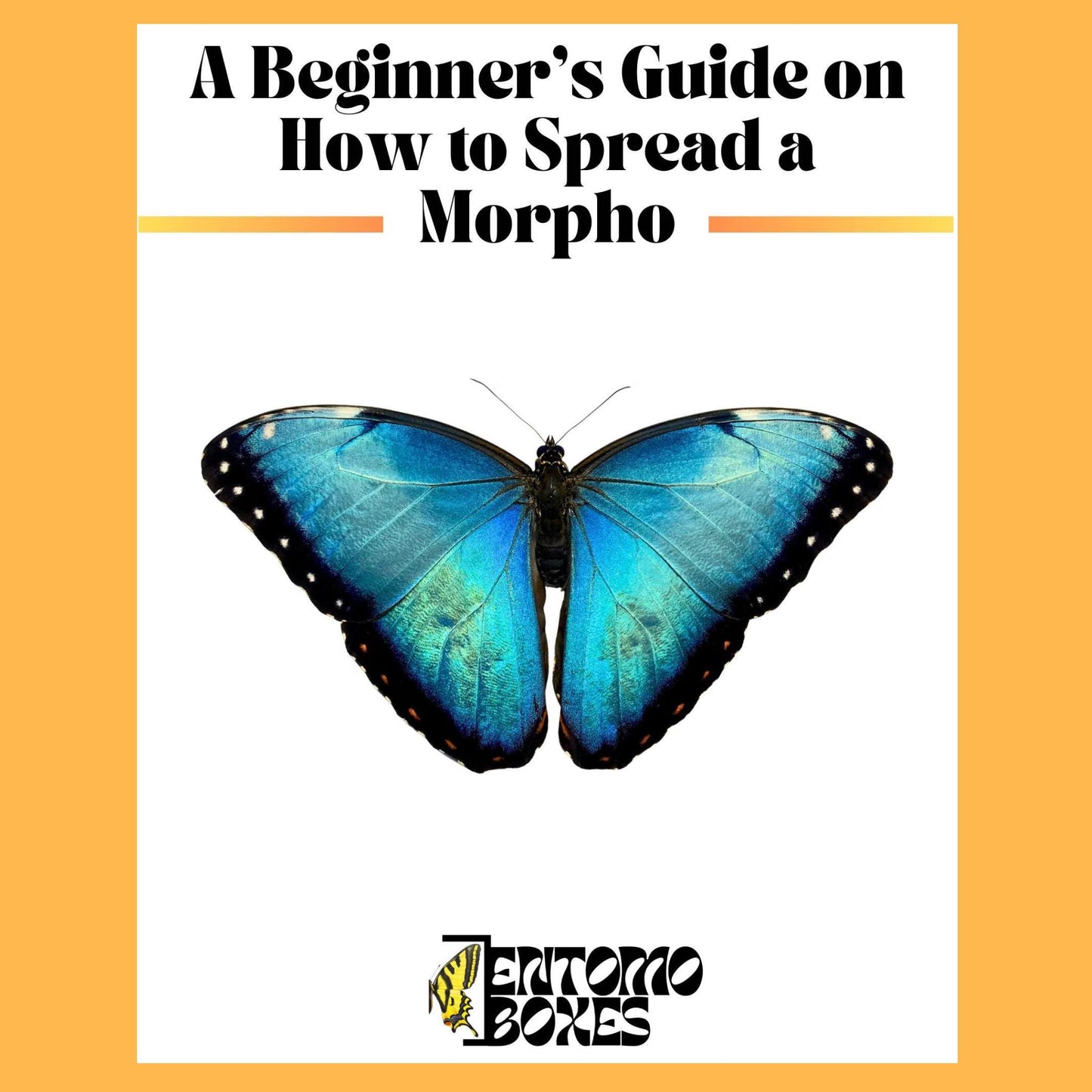 guide on how to pin a blue morpho butterfly (etsy image id: 7746492619)