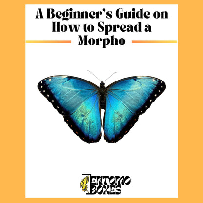 guide on how to pin a blue morpho butterfly (etsy image id: 7746492619)