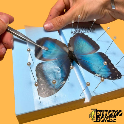 pinning process of blue morpho butterfly (etsy image id: 7746492711)