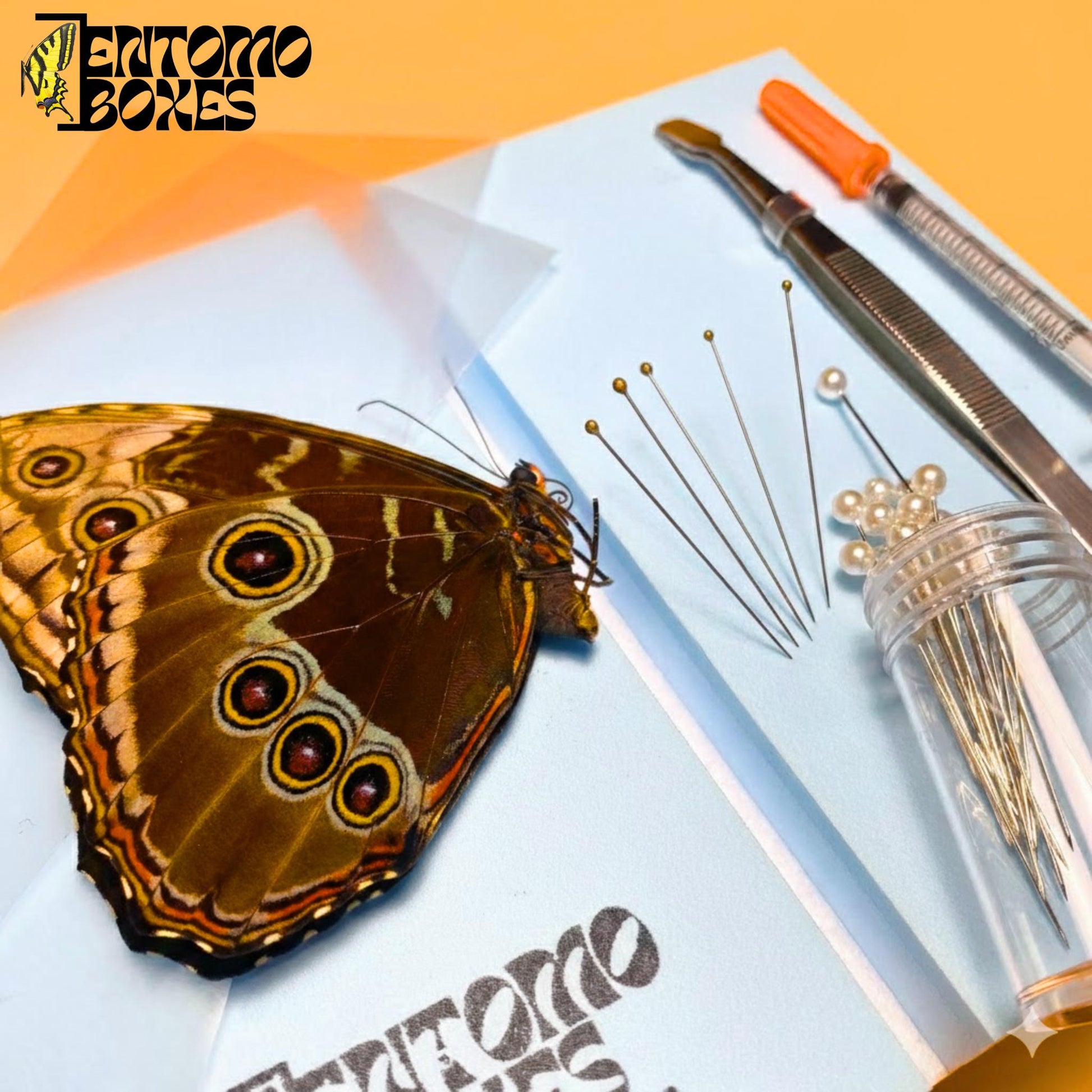 blue morpho butterfly pinning kit (etsy image id: 7746492933)