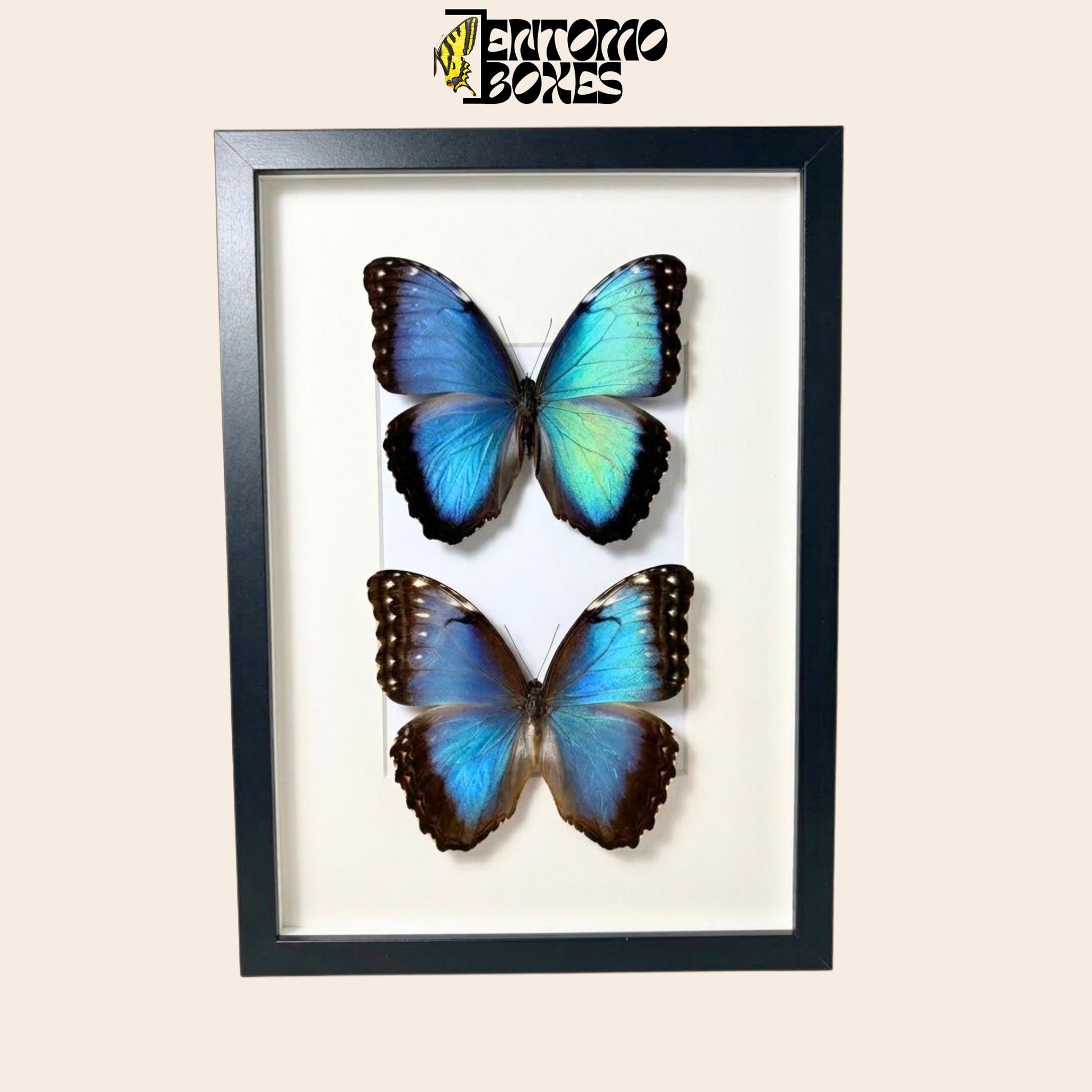 framed pair of blue morpho butterflies (etsy image id: 7772929900)