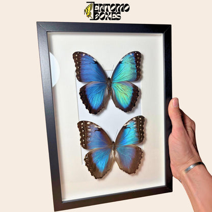 pair of blue morpho butterflies in black frame (etsy image id: 7772929954)