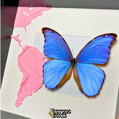 morpho didius tropical butterfly in frame with 3D printed map of south america (etsy image id: 7773060416)